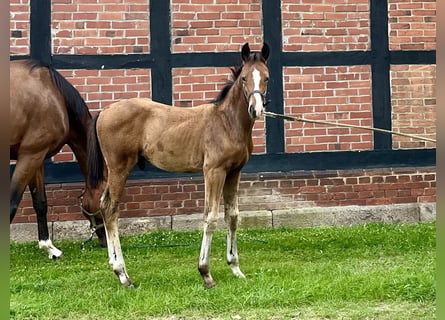 Hannoveraner, Hengst, 1 Jahr, 170 cm, Brauner