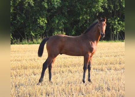 Hannoveraner, Hengst, 1 Jahr, 170 cm, Brauner