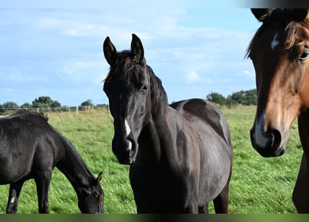 Hannoveraner, Hengst, 1 Jahr, 170 cm, Rappe