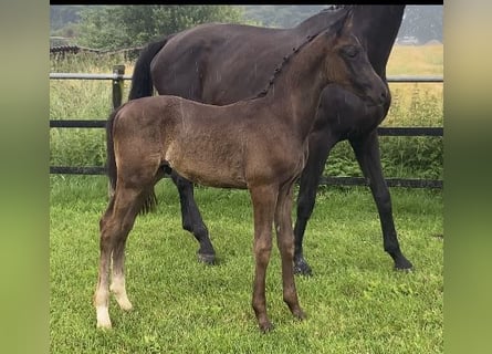 Hannoveraner, Hengst, 1 Jahr, 170 cm, Rappe