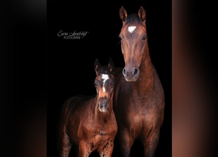 Hannoveraner, Hengst, 1 Jahr, 170 cm, Schwarzbrauner