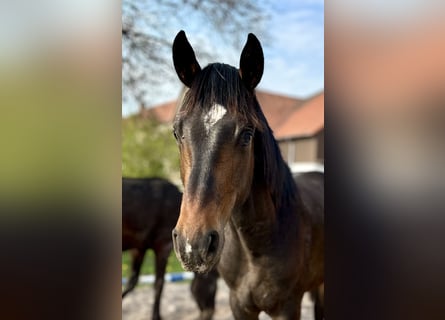 Hannoveraner, Hengst, 1 Jahr, 171 cm, Dunkelbrauner