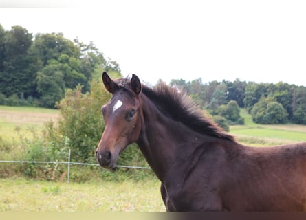 Hannoveraner, Hengst, 1 Jahr, 171 cm, Dunkelbrauner
