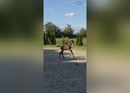 Hannoveraner, Hengst, 1 Jahr, 173 cm, Brauner