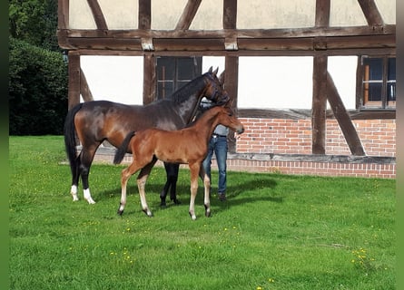 Hannoveraner, Hengst, 1 Jahr, Brauner