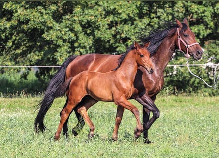 Hannoveraner, Hengst, 1 Jahr, Brauner