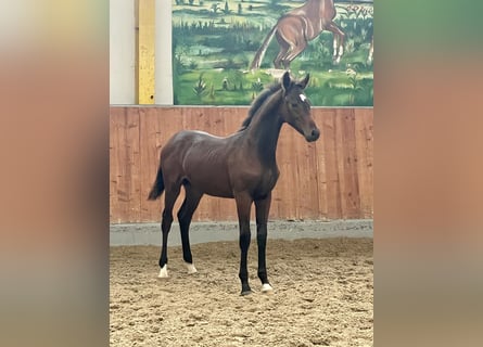 Hannoveraner, Hengst, 1 Jahr, Dunkelbrauner
