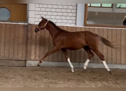 Hannoveraner, Hengst, 1 Jahr, Fuchs