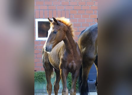 Hannoveraner, Hengst, 1 Jahr, Fuchs