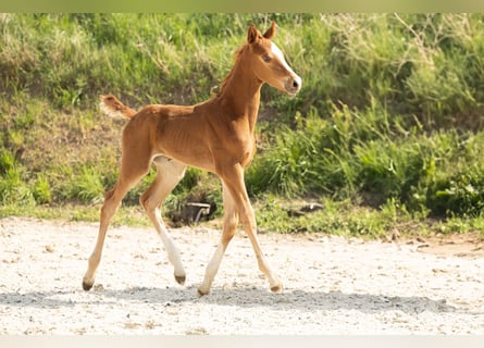 Hannoveraner, Hengst, 1 Jahr, Fuchs