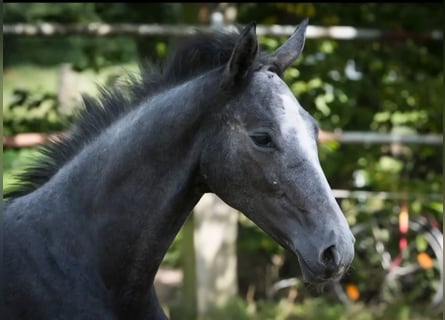Hannoveraner, Hengst, 1 Jahr, Kann Schimmel werden