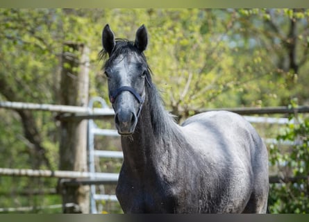 Hannoveraner, Hengst, 1 Jahr, Kann Schimmel werden