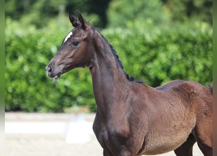 Hannoveraner, Hengst, 1 Jahr, Rappe