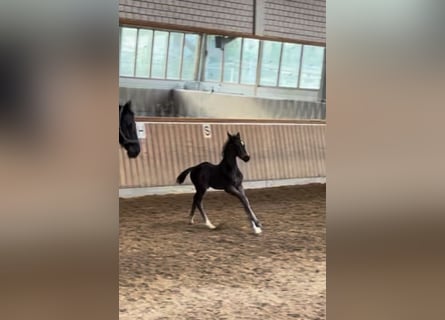 Hannoveraner, Hengst, 1 Jahr, Rappe