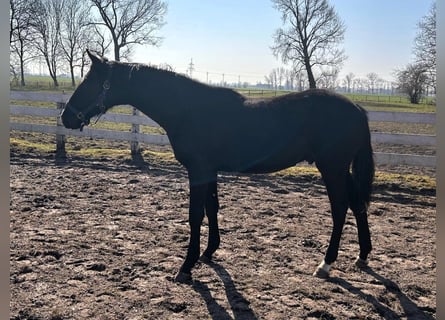Hannoveraner, Hengst, 1 Jahr, Rappe
