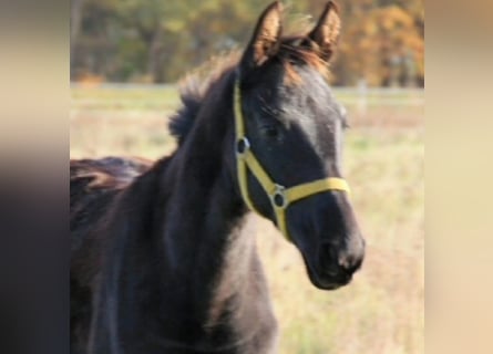 Hannoveraner, Hengst, 1 Jahr, Rappe