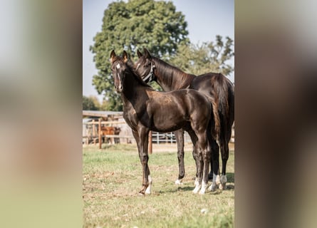 Hannoveraner, Hengst, 1 Jahr, Rappe