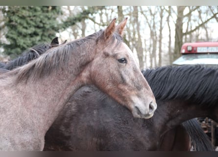 Hannoveraner, Hengst, 1 Jahr, Schimmel
