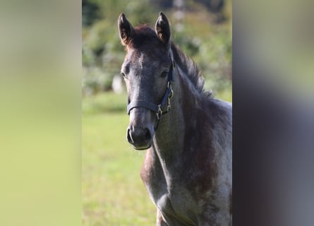 Hannoveraner, Hengst, 1 Jahr, Schimmel