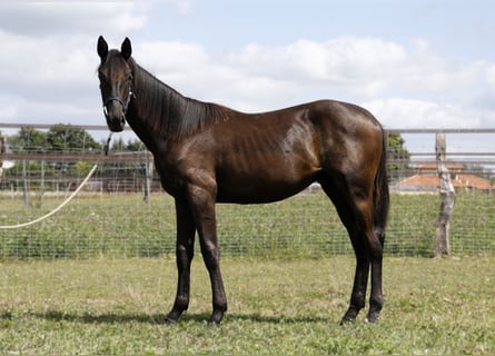 Hannoveraner, Hengst, 1 Jahr, Schwarzbrauner