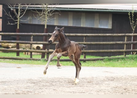 Hannoveraner, Hengst, 1 Jahr, Schwarzbrauner