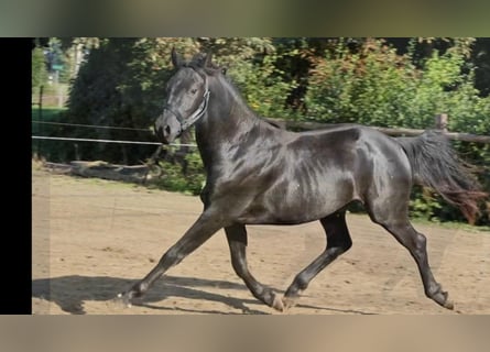 Hannoveraner, Hengst, 2 Jahre, 155 cm, Rappe
