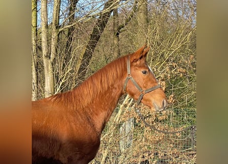 Hannoveraner, Hengst, 2 Jahre, 160 cm, Fuchs