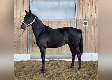 Hannoveraner, Hengst, 2 Jahre, 161 cm, Dunkelbrauner