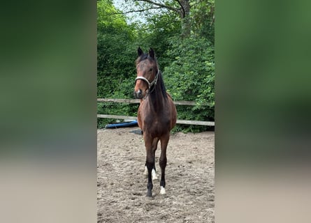 Hannoveraner, Hengst, 2 Jahre, 162 cm, Brauner