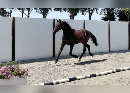 Hannoveraner, Hengst, 2 Jahre, 162 cm, Dunkelbrauner