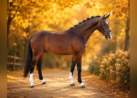 Hannoveraner, Hengst, 2 Jahre, 164 cm, Brauner