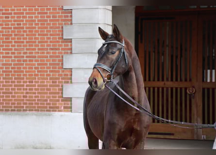 Hannoveraner, Hengst, 2 Jahre, 164 cm, Dunkelbrauner