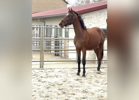 Hannoveraner, Hengst, 2 Jahre, 165 cm, Brauner