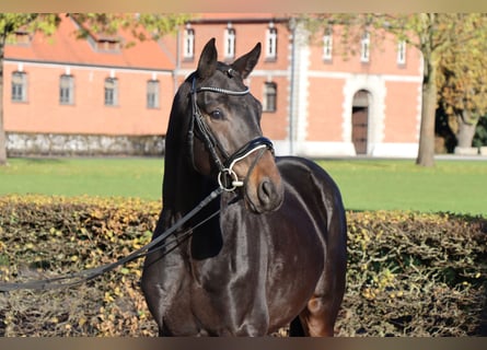 Hannoveraner, Hengst, 2 Jahre, 165 cm, Dunkelbrauner