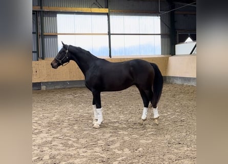 Hannoveraner, Hengst, 2 Jahre, 165 cm, Dunkelbrauner