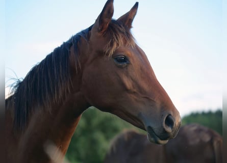 Hannoveraner, Hengst, 2 Jahre, 165 cm, Dunkelbrauner