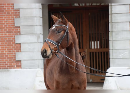 Hannoveraner, Hengst, 2 Jahre, 166 cm, Brauner