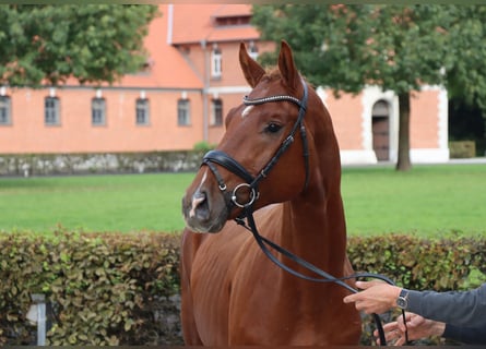 Hannoveraner, Hengst, 2 Jahre, 166 cm, Dunkelfuchs