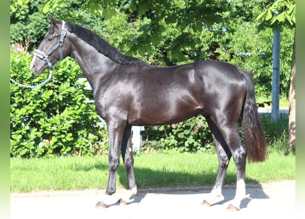 Hannoveraner, Hengst, 2 Jahre, 166 cm, Rappe