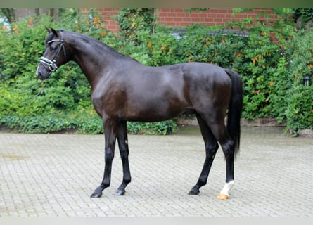 Hannoveraner, Hengst, 2 Jahre, 166 cm, Rappe