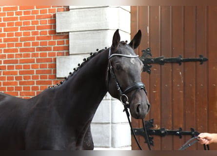 Hannoveraner, Hengst, 2 Jahre, 167 cm, Rappe