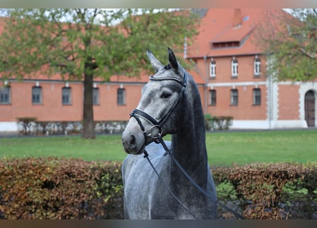 Hannoveraner, Hengst, 2 Jahre, 167 cm, Schimmel