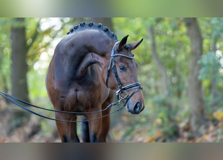 Hannoveraner, Hengst, 2 Jahre, 168 cm, Brauner