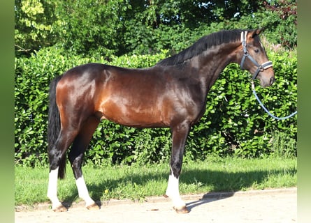Hannoveraner, Hengst, 2 Jahre, 168 cm, Brauner