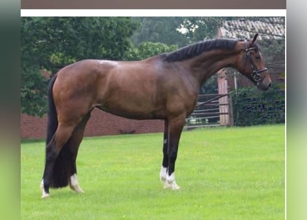 Hannoveraner, Hengst, 2 Jahre, 168 cm, Brauner