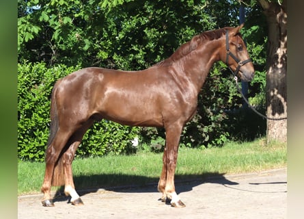 Hannoveraner, Hengst, 2 Jahre, 168 cm, Dunkelfuchs