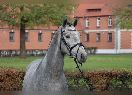 Hannoveraner, Hengst, 2 Jahre, 168 cm, Schimmel