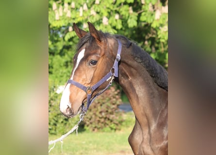 Hannoveraner, Hengst, 2 Jahre, 170 cm, Brauner