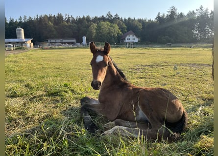 Hannoveraner, Hengst, 2 Jahre, 170 cm, Dunkelbrauner