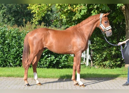 Hannoveraner, Hengst, 2 Jahre, 170 cm, Fuchs